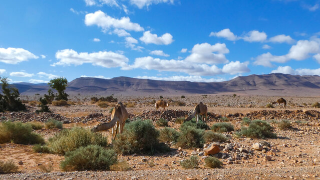 Morocco desert view with camels