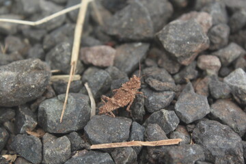 Spined grasshopper hidden on rocks