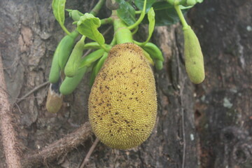 Fresh young jackfruits hanging on the tree amid greenery