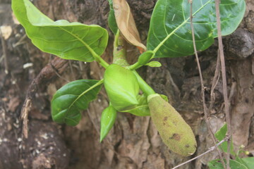 Fresh young jackfruits hanging on the tree amid greenery