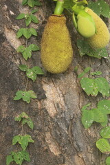 Fresh young jackfruits hanging on the tree amid greenery