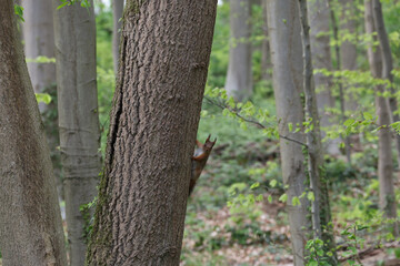 Squirrel peeking from behind a tree in a lush green forest during springtime.