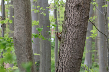 A squirrel peeks out from behind a tree in a vibrant green forest, surrounded by fresh spring foliage.