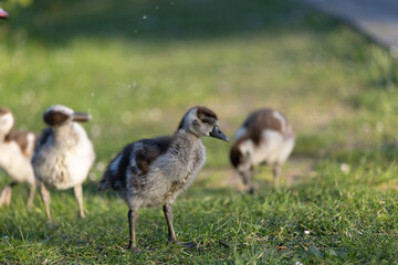 Baby goslings wander through sunlit grass, capturing the charm of springtime nature.