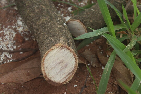 Fresh cut on a mango tree branch reveals pruning point.