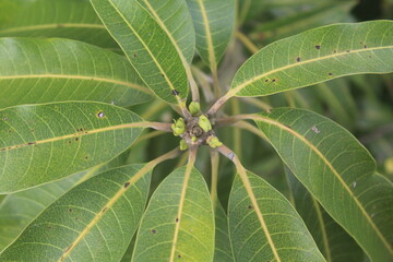  mango leaves close up of a leaf