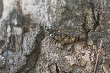 close up of a ant