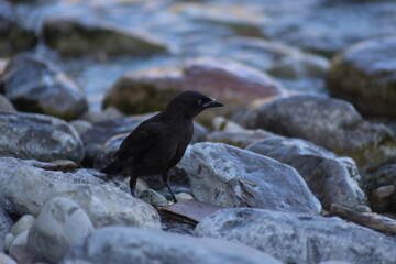 Landscape view of a black wild bird on a rock near water, the photo was taken from East York, Toronto. The photo was taken in East York on 30 June 2025 