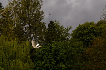 A white heron elegantly soars over lush green woods under a dramatic, cloudy sky.