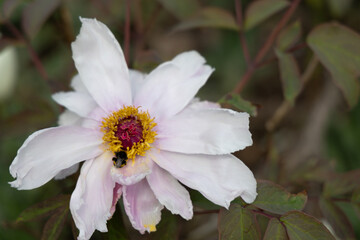 A bee gathers nectar from a blooming white peony flower, surrounded by green foliage.