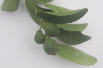 A twig with unripe green oranges and leaves