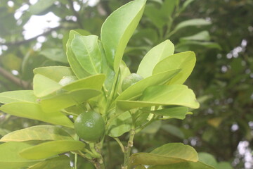 Obraz premium A green lime hangs from the branch amid lush foliage