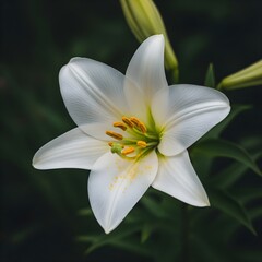 Obraz premium white and yellow lily