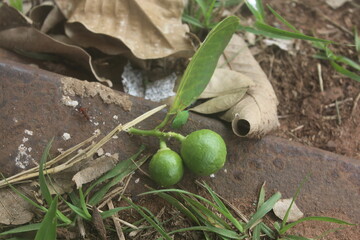 Two small green oranges on a twig lie on the ground, with a red ant nearby