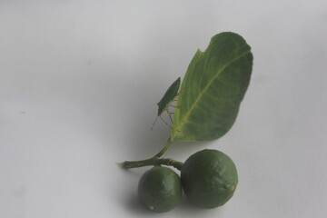 Young Orange Fruits with a Stink Bug on the Leaf