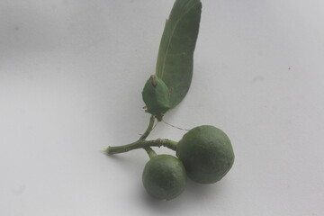 Young Orange Fruits with a Stink Bug on the Leaf