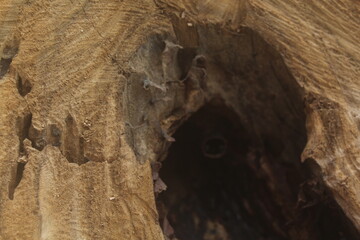 Obraz premium Close-up of Tree Trunk — Stingless Bee Nest in a Tree Hollow