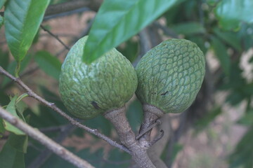 Two Green Fruits on a Tropical Tree
