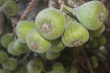 Tropical Nature’s Forage
