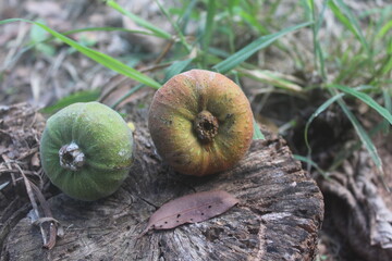 Figs on a Stump