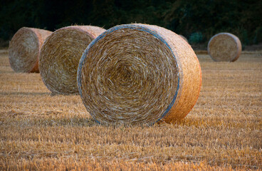 Field of hay bales, agriculture, country life