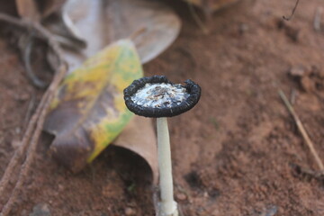 Fragile Mushroom in Leaves