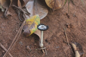 Fragile Mushroom in Leaves