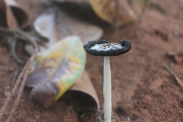 Delicate Cap in Autumn Litter