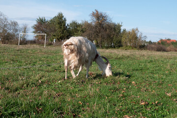 Fototapeta premium Goats graze on the meadow. Agriculture. Care of goats.