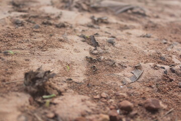 soil in the ground, Exposed Earth