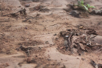 Exposed Earth