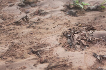 soil, Exposed Earth