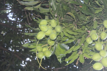 Green mango fruits among the tree’s thick foliage.