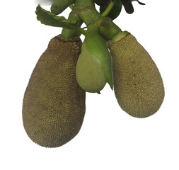 Three young jackfruits growing on the tree among green leaves