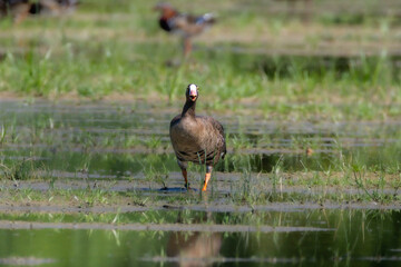 Lesser White-fronted Goose in the Racconigi Stork and Duck Center