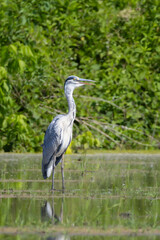 Grey Heron in the Racconigi Stork and Duck Center