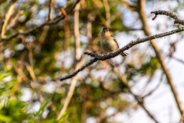 Fringilla coelebs pertenece a la familia de Fringillidae.