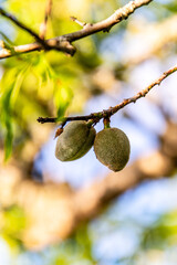 Prunus dulcis pertenece a la familia de Rosaceae.