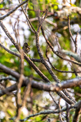 Fringilla coelebs pertenece a la familia de Fringillidae.