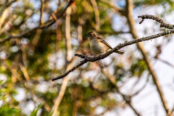 Fringilla coelebs pertenece a la familia de Fringillidae.