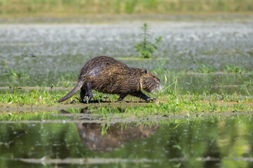 nutria in the Racconigi stork and duck center