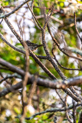 Fringilla coelebs pertenece a la familia de Fringillidae.