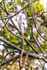 Serinus canaria pertenece a la familia de Fringillidae.	