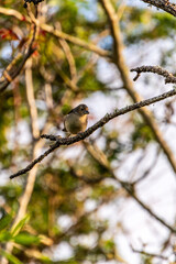 Fringilla coelebs pertenece a la familia de Fringillidae.
