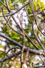 Fringilla coelebs pertenece a la familia de Fringillidae.