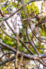 Fringilla coelebs pertenece a la familia de Fringillidae.