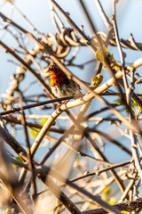 Erithacus rubecula pertenece a la familia de Muscicapidae.