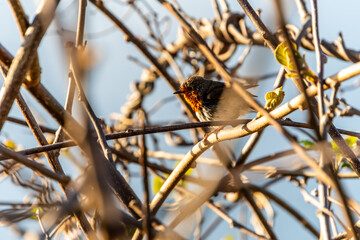 Erithacus rubecula pertenece a la familia de Muscicapidae.