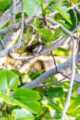 Erithacus rubecula pertenece a la familia de Muscicapidae.
