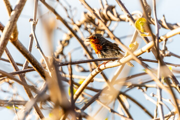 Erithacus rubecula pertenece a la familia de Muscicapidae.
